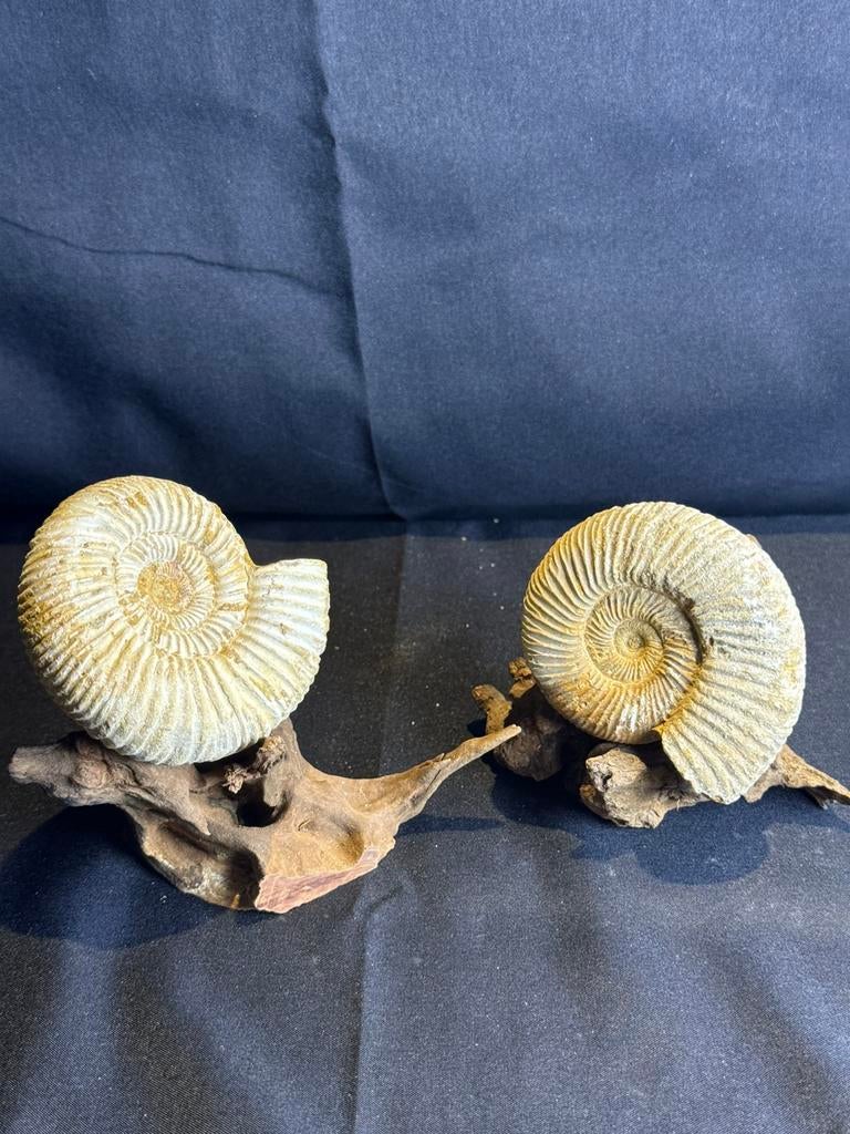 Ammonite sur un support en bois flotté, Enlèvement ou Envoi, Fossile