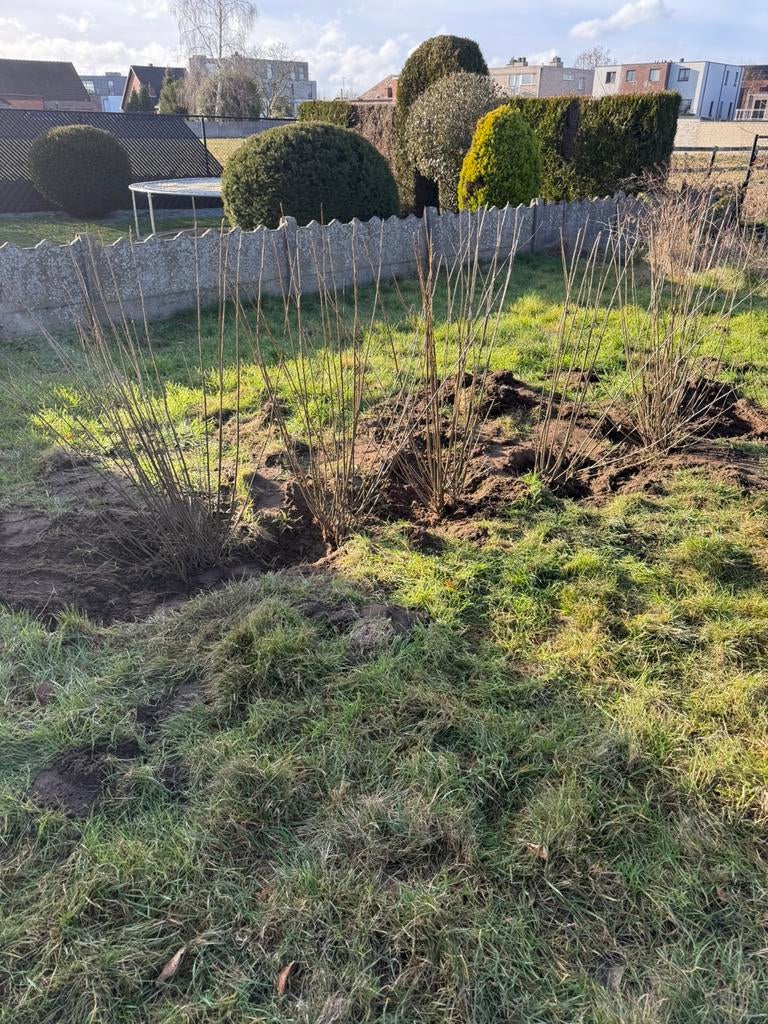 Liguster haag, Tuin en Terras, Planten | Struiken en Hagen, Ophalen, Liguster, Haag