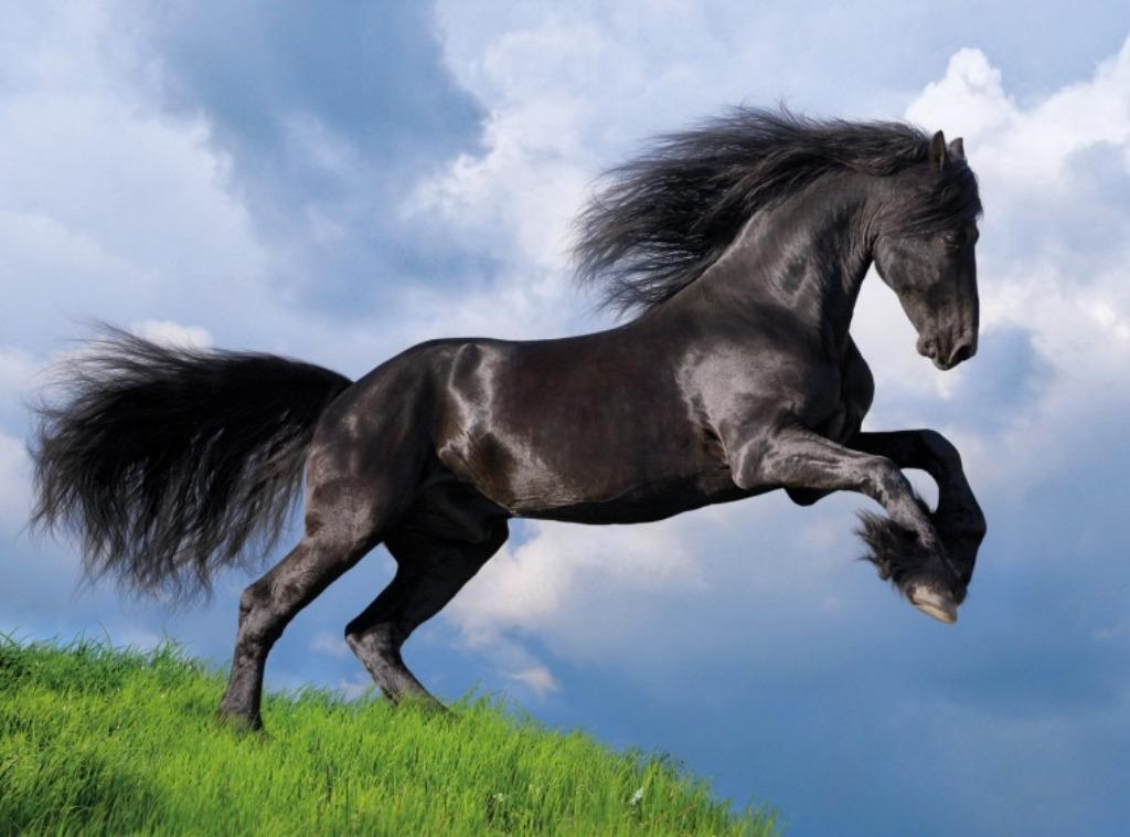 Puzzle cheval frison - 500 pièces, Enlèvement ou Envoi, 500 à 1500 pièces, Comme neuf, Puzzle