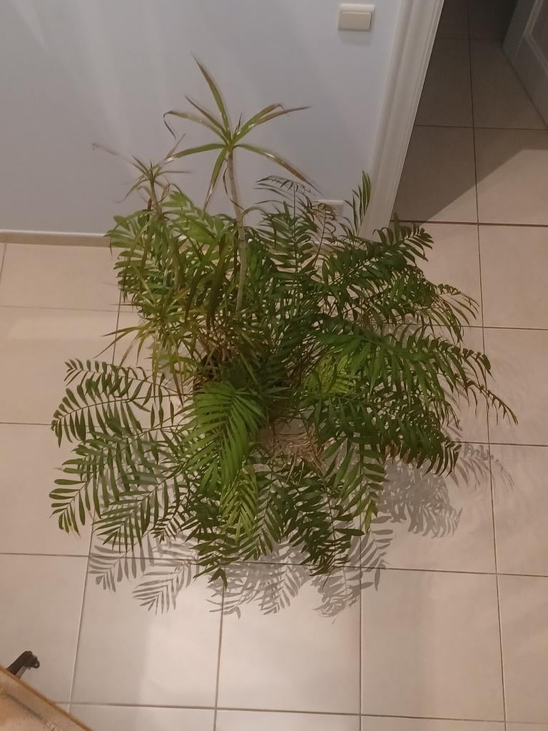 Plant te koop, Tuin en Terras, Planten | Tuinplanten, Ophalen