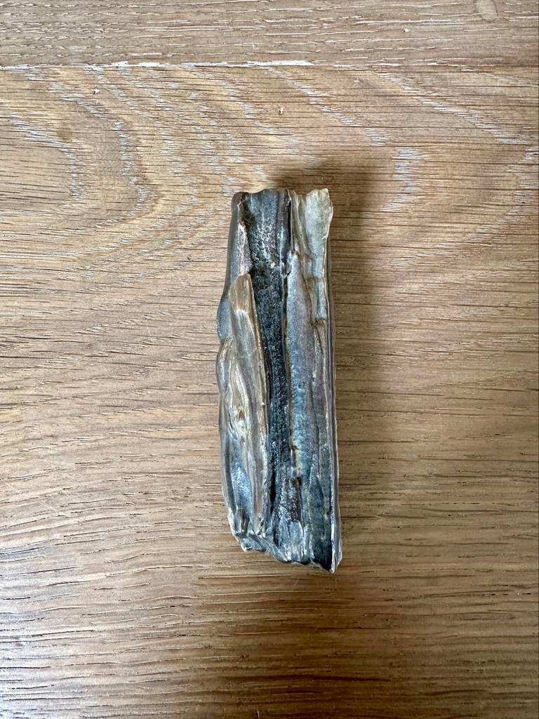 Versteend hout (ca 10cm), Verzamelen, Ophalen of Verzenden