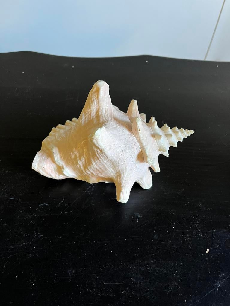 Decoratieve schelp, Verzamelen, Mineralen en Fossielen, Ophalen