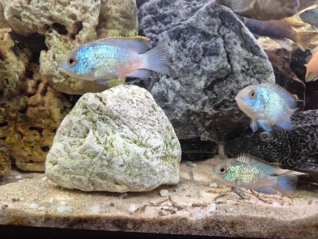 Electric Blue Blue Acara (Andinoacara pulcher), Poisson, Poisson d'eau douce