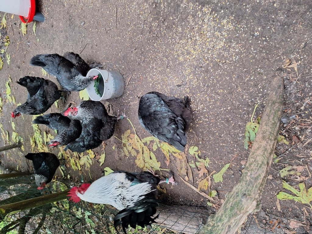 Broedeieren van marans zwart zilverhals