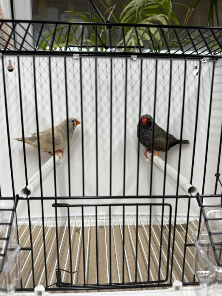 Koppel grijs Charcoal x split Charcoal pastel zebravinken, Dieren en Toebehoren, Geringd