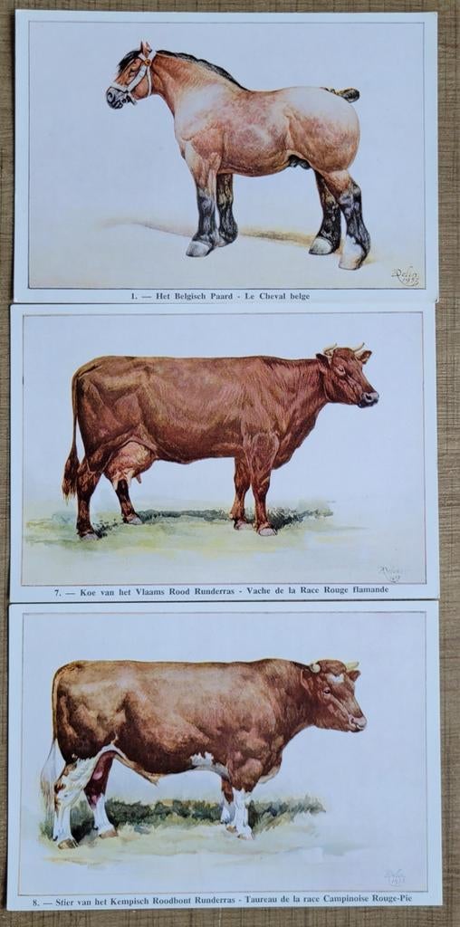3 prenten: Reeks dieren van België: paarden en runderen, Verzamelen, Ophalen of Verzenden, Zo goed als nieuw, Dier, Prent