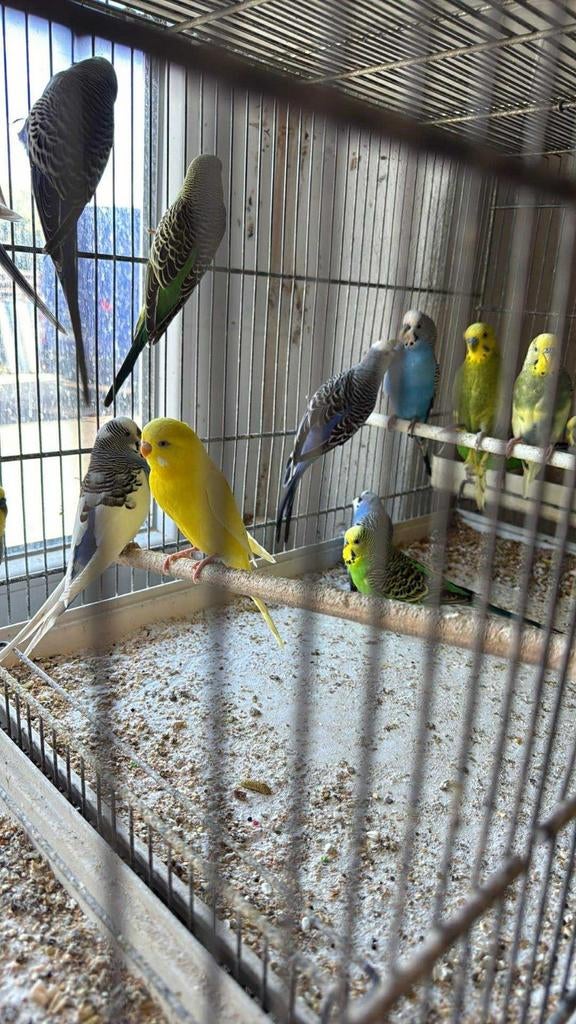 Grasparkieten Mooie Kleuren - Ook toebehoren en Voeding, Dieren en Toebehoren, Vogels | Parkieten en Papegaaien