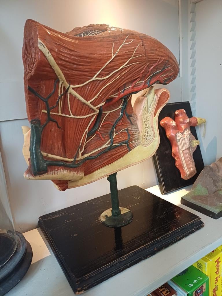 Anatomisch model De Tong, Antiek en Kunst, Curiosa en Brocante, Ophalen