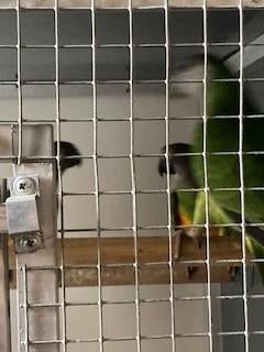 Bonte Boer, Poicephalus, Papegaai, Meerdere dieren, Papegaai, Geringd