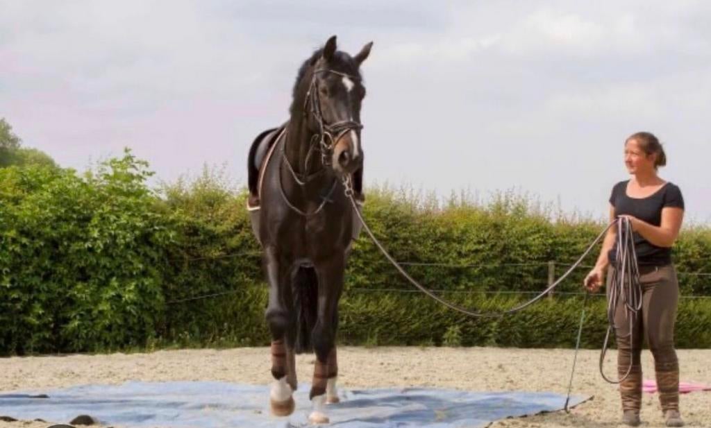 Gezocht stalling voor traningspaarden