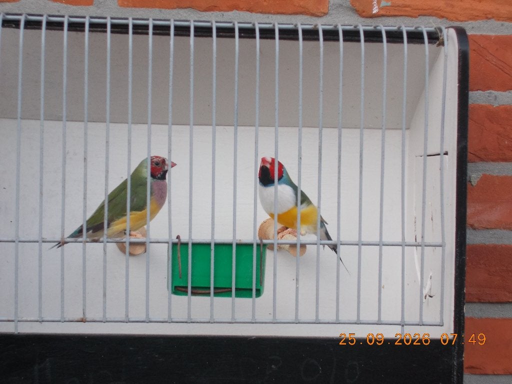 gouldamandine, Meerdere dieren, Tropenvogel, Geringd