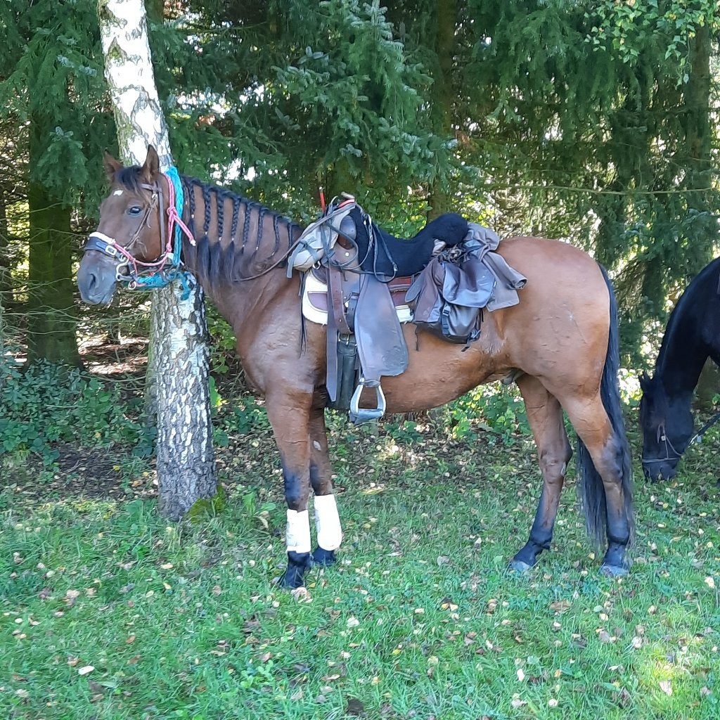 Recreatieve PRE ruin 16j, Dieren en Toebehoren, Gechipt, Ruin, 160 tot 165 cm, 11 jaar of ouder