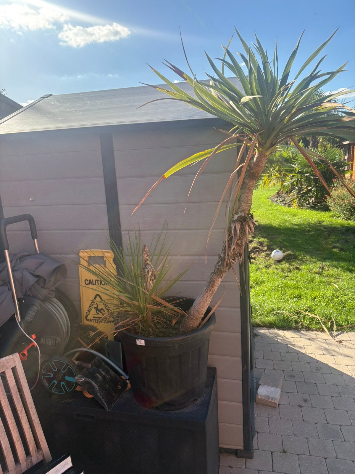Yuka, Jardin & Terrasse, Plantes | Arbres, Enlèvement