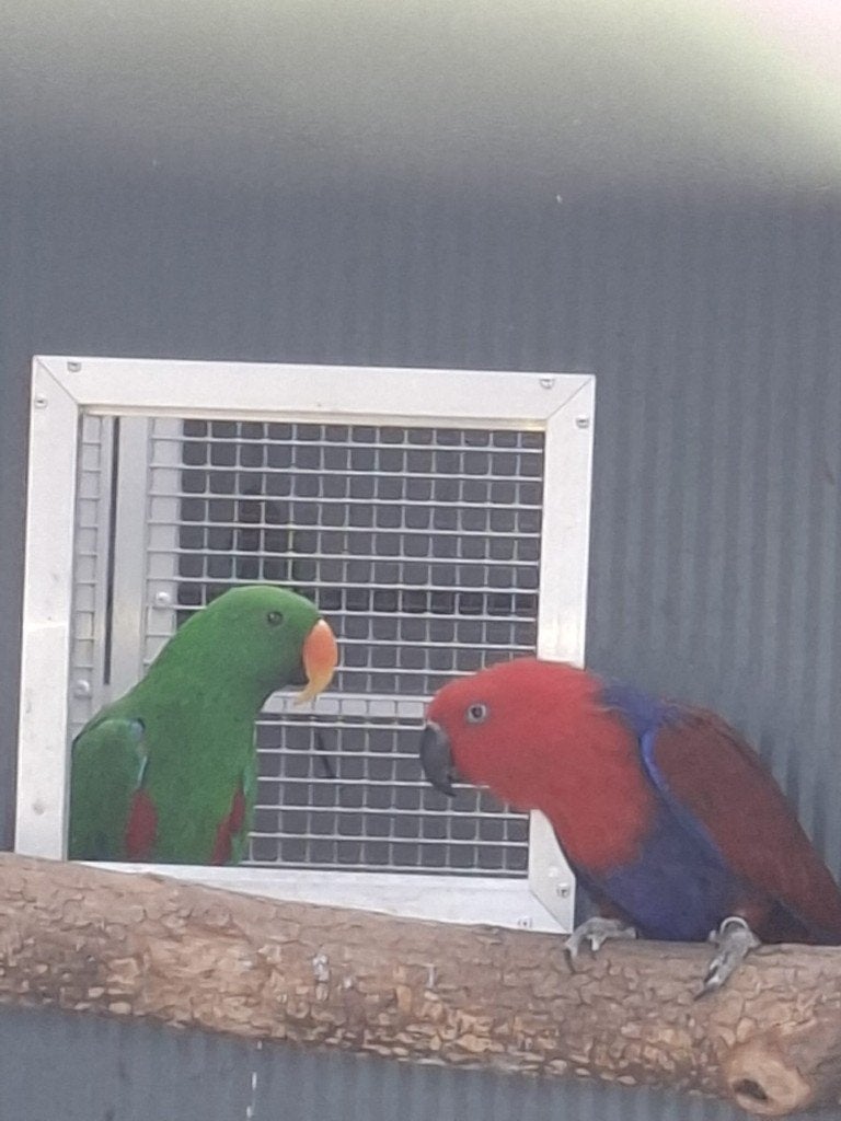 edelpapegaai, Plusieurs animaux, Perroquet, Bagué