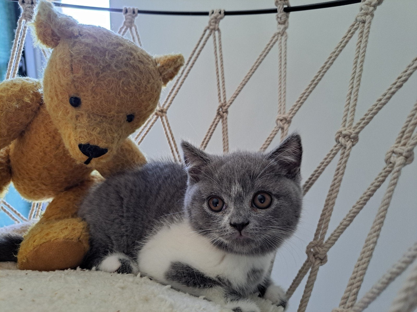 Brits korthaar , wij zijn  hobbycattery met Hk 20307379, Poes, Met stamboom, 0 tot 2 jaar