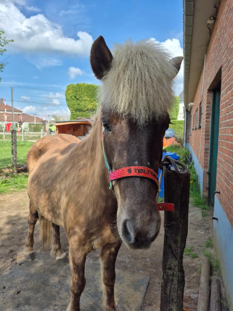Ijslander Merrie, Dieren en Toebehoren, Merrie, C pony (1.27m tot 1.37m), Met stamboom, 7 tot 10 jaar