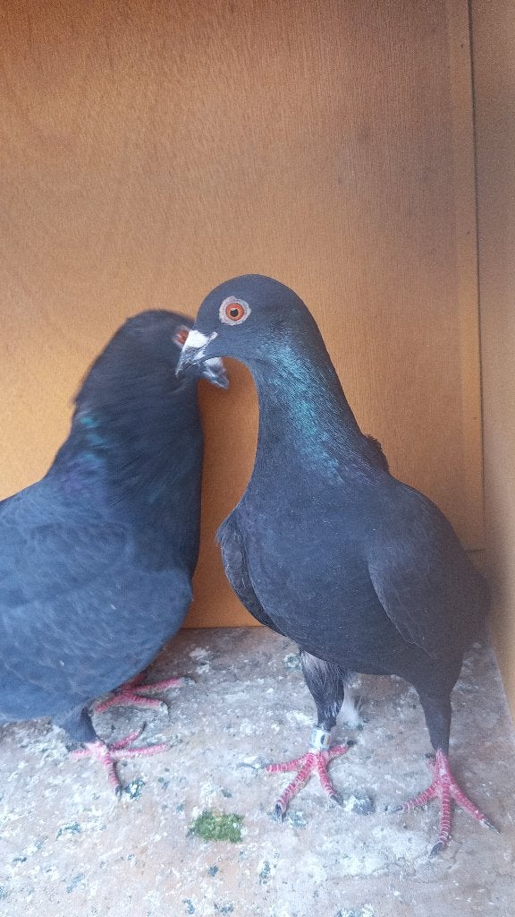 Een koppel zwarte postduiven, Dieren en Toebehoren, Vogels | Duiven, Meerdere dieren, Postduif