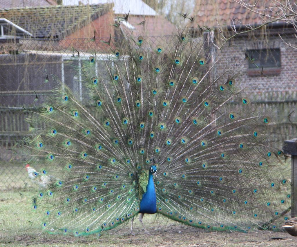 Paons, Animaux & Accessoires, Volatiles, Autres espèces, Plusieurs animaux