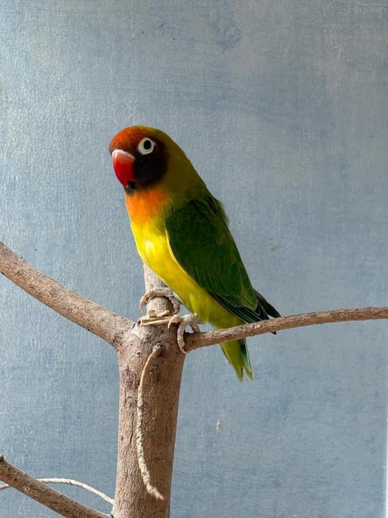 Nigrigenis Dominant Bont 2025 - pop, Dieren en Toebehoren, Vogels | Parkieten en Papegaaien, Vrouwelijk, Dwergpapegaai of Agapornis