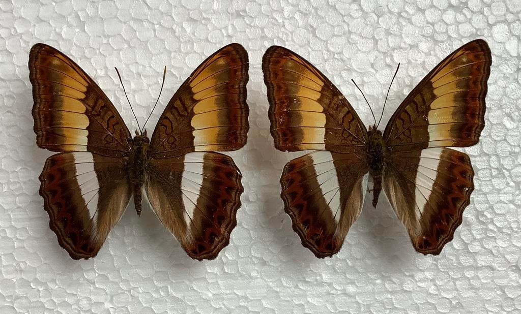 Parasarpa zayla, vlinders uit Myanmar, 5€ / specimen, Ophalen of Verzenden