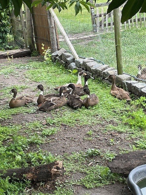 Indische loopeendjes, Dieren en Toebehoren, Tam