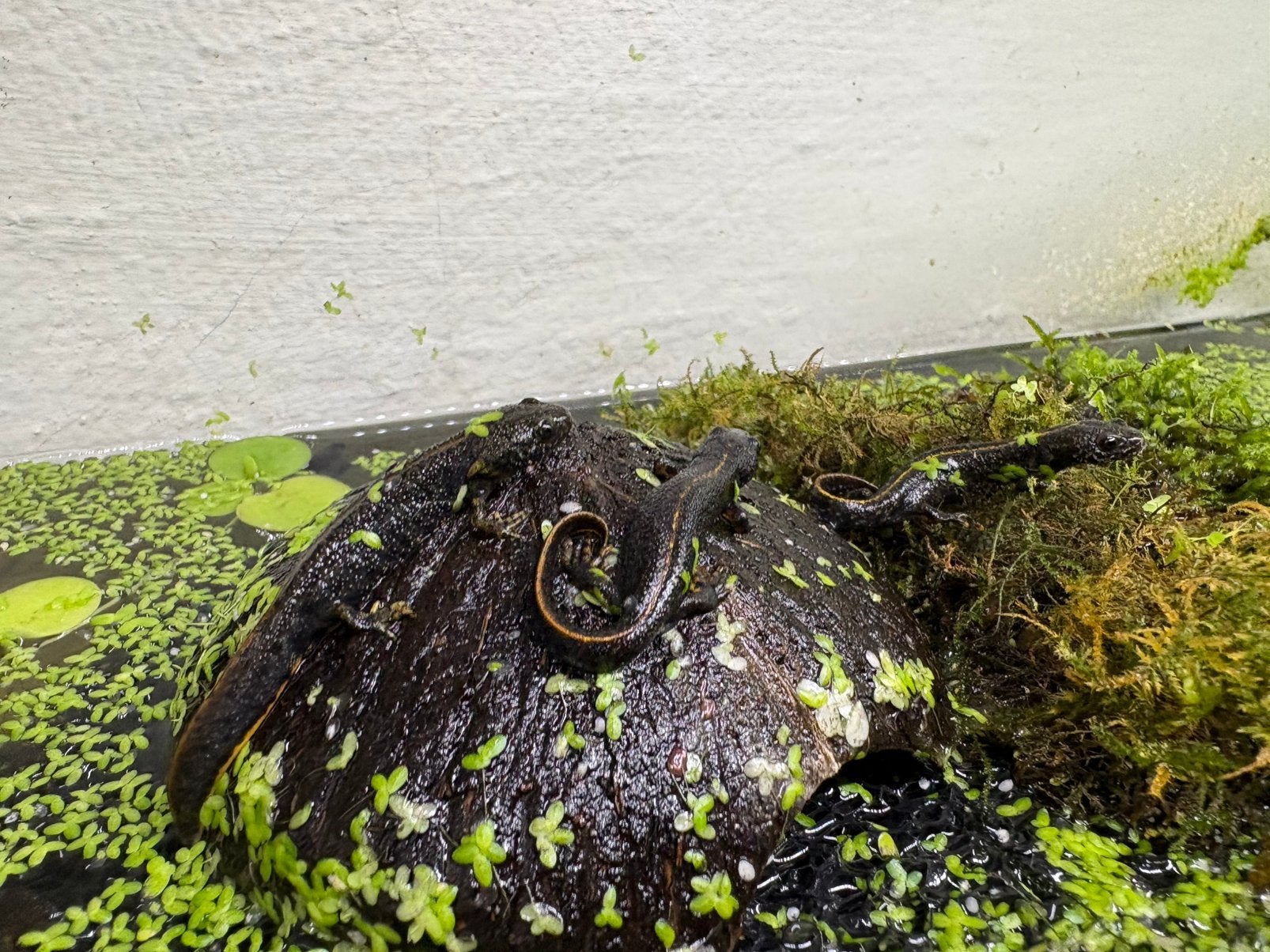 Donau kamsalamanders, Animaux & Accessoires, Amphibien, 0 à 2 ans