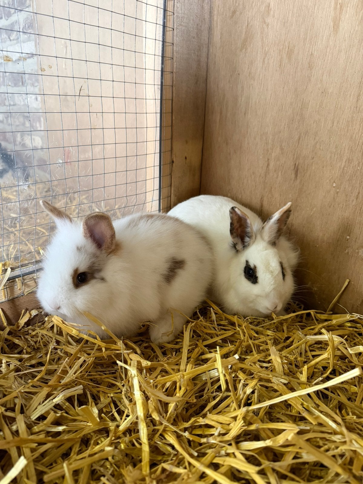 Mama en baby konijnen te koop, Dieren en Toebehoren, Konijnen, Vrouwelijk, Klein, Hangoor, 0 tot 2 jaar