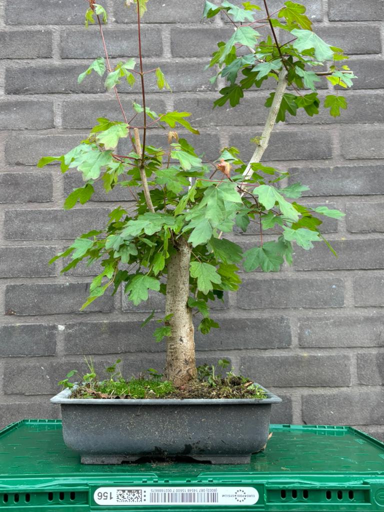 Bonsai acer campestre, Tuin en Terras, Planten | Bomen, Ophalen