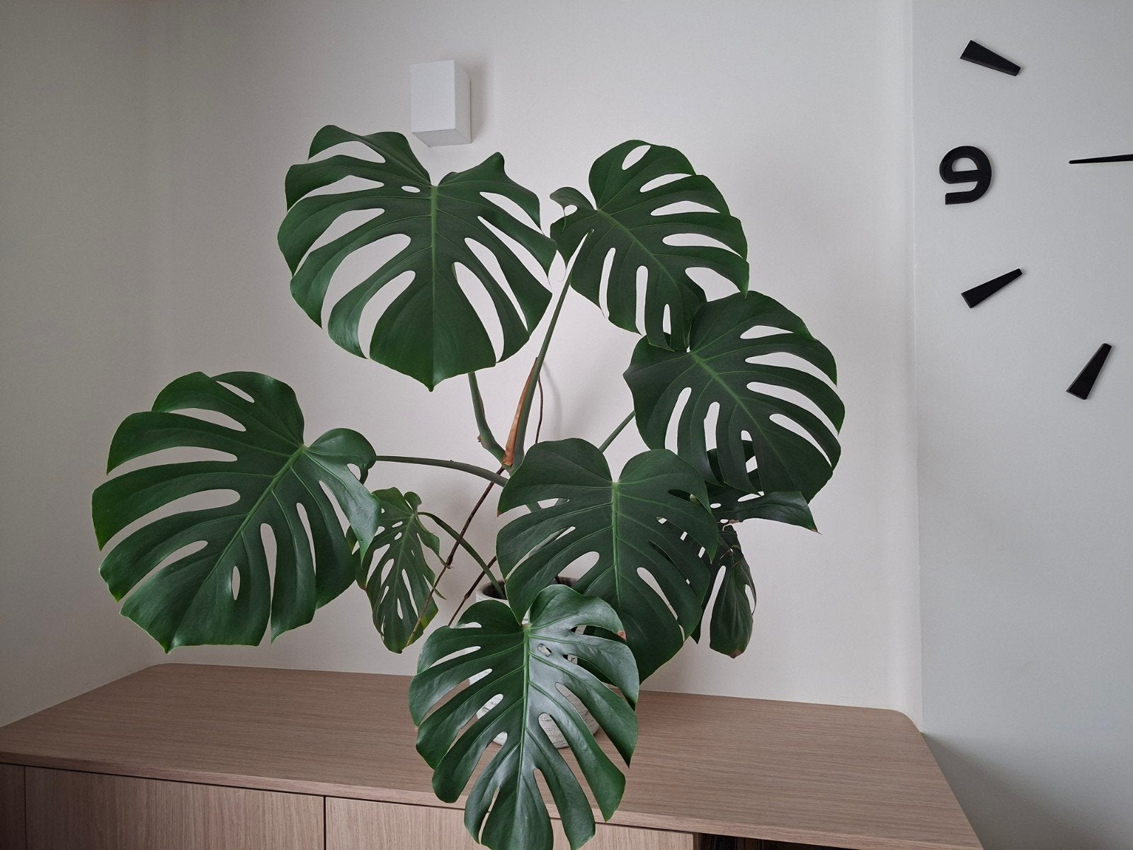 monstera 1m + bloempot, Ophalen, 100 tot 150 cm