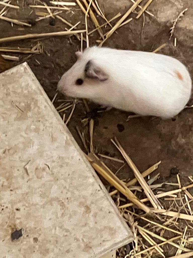 Cavia, Dieren en Toebehoren, Knaagdieren, Mei, Mannelijk, Cavia
