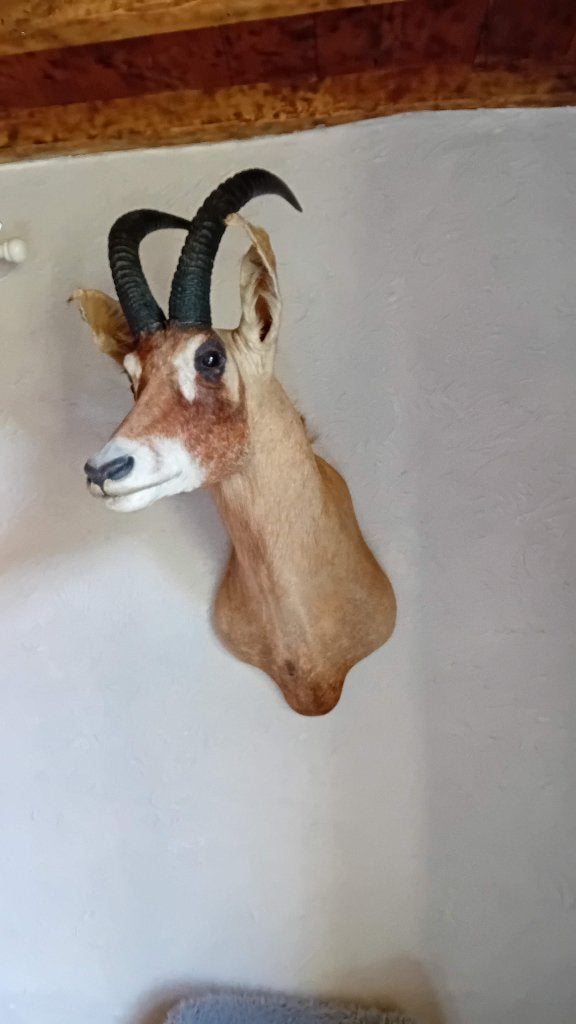 Grote opgezette kop van ROAN ANTILOPE, Ophalen, Zo goed als nieuw, Wild dier, Gewei of Kop