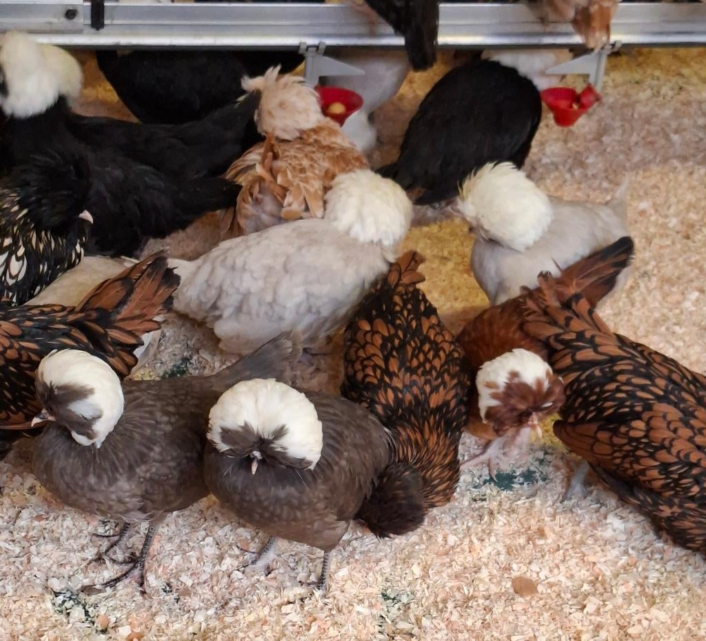 Padua en Hollandse Kuifhoen, Dieren en Toebehoren, Meerdere dieren, Kip