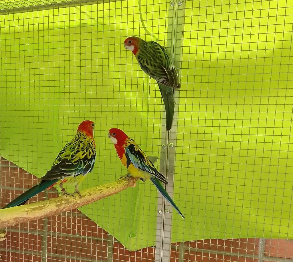 Rosella, Dieren en Toebehoren, Meerdere dieren, Parkiet, Geringd