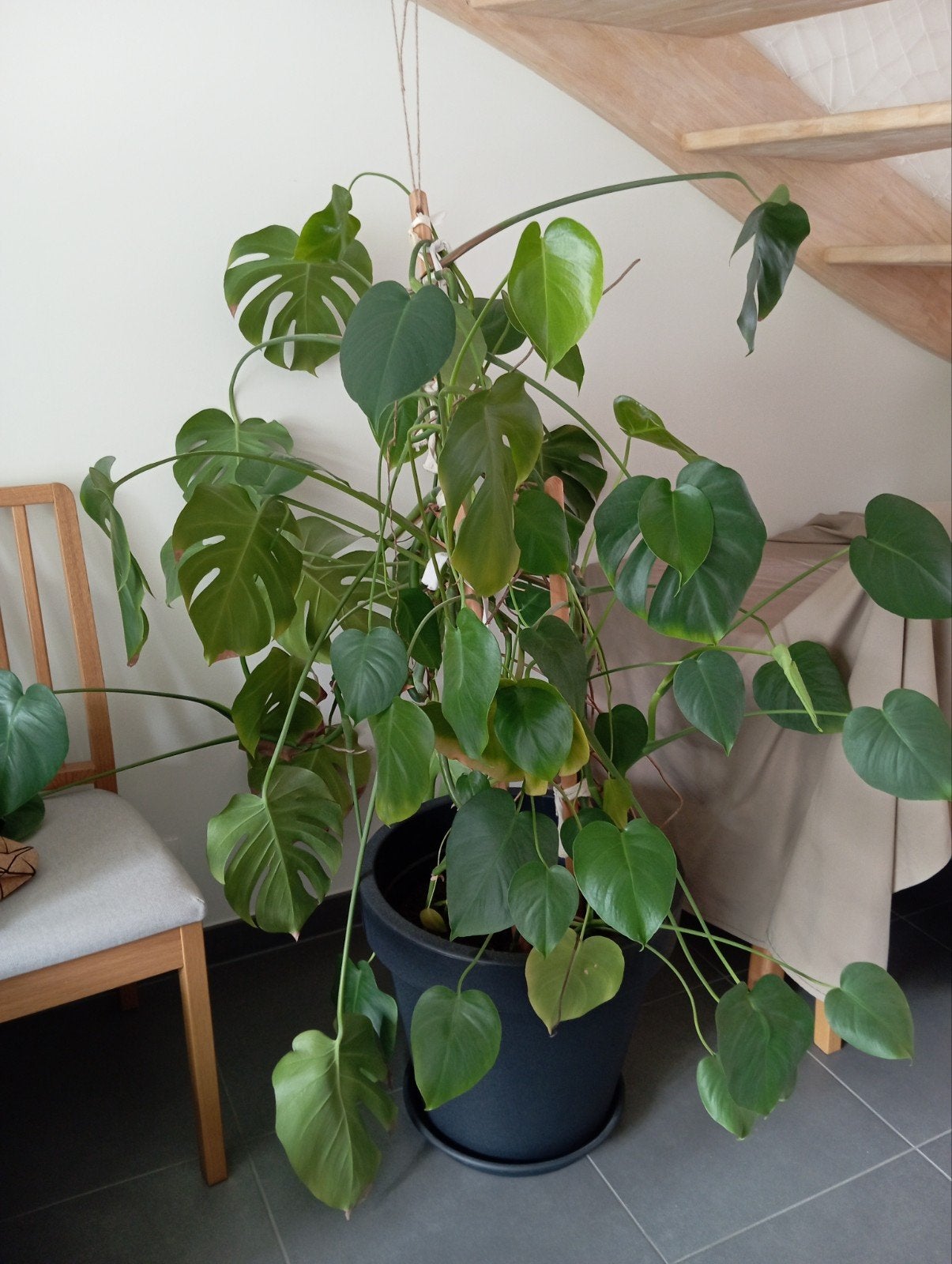 Monstera Deliciosa plant 1,5 m, Ophalen, Halfschaduw, In pot, 150 tot 200 cm