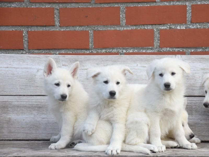 Prachtige Zwitserse Witte Herder pups, Parvo, België, 8 tot 15 weken, Meerdere