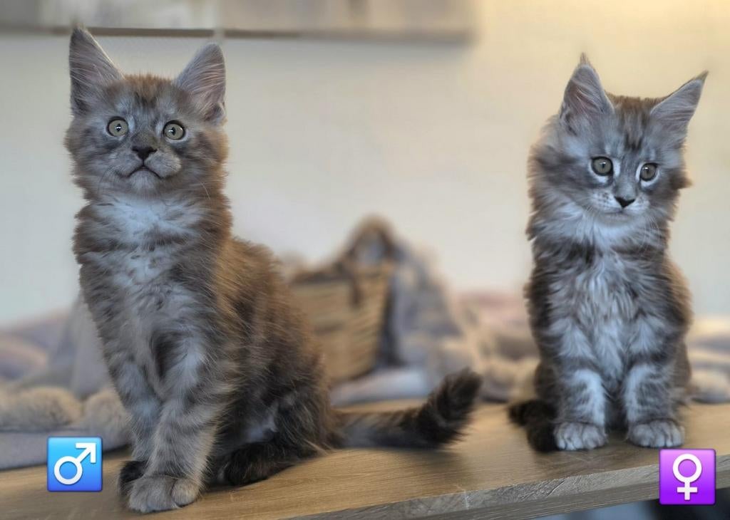Maine Coon kittens, Plusieurs animaux, Avec pedigree, 0 à 2 ans