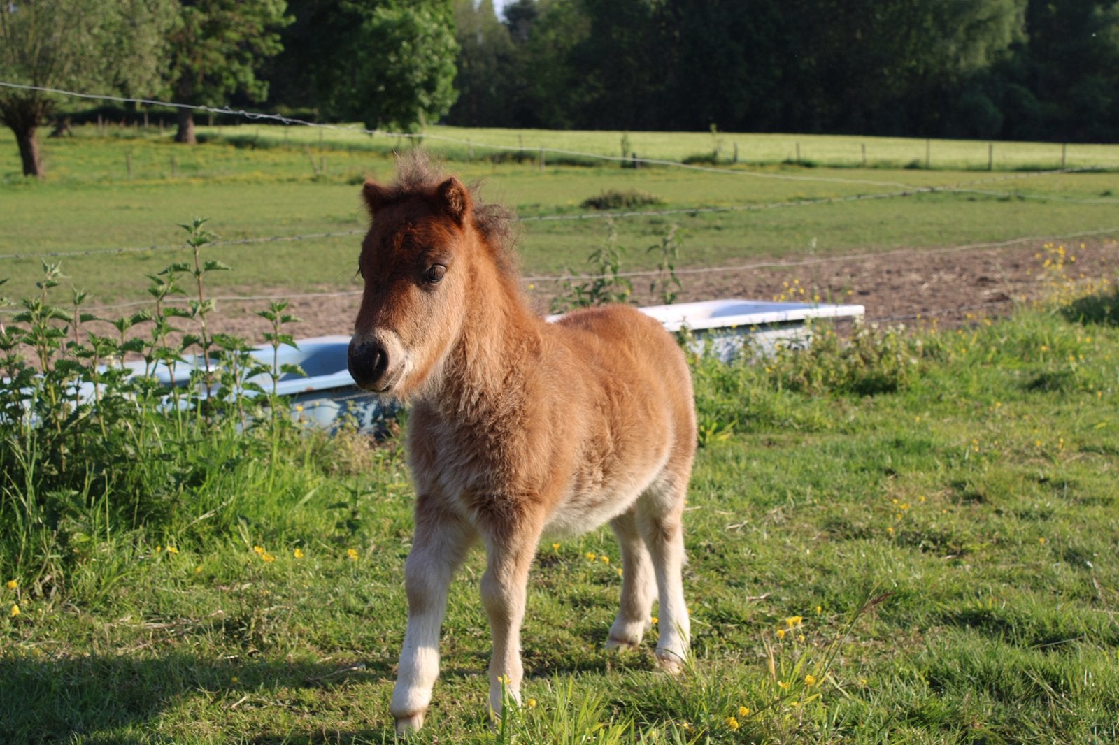 Shetlandertjes zoeken een nieuwe thuis, Hengst, A pony (tot 1.17m), Onbeleerd, Recreatiepony