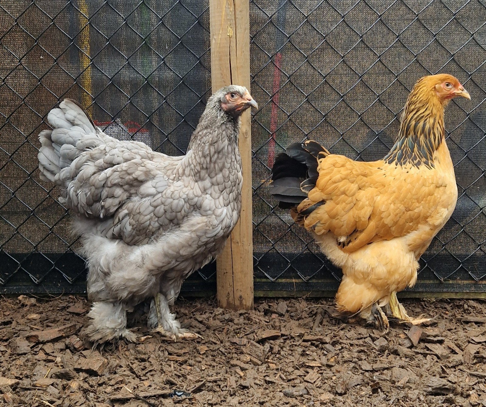 Brahma hennen
