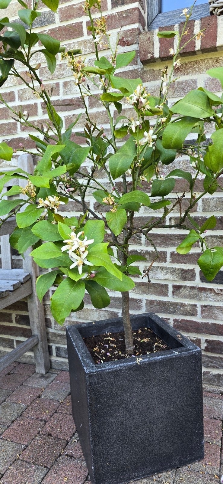 Te koop, Ophalen