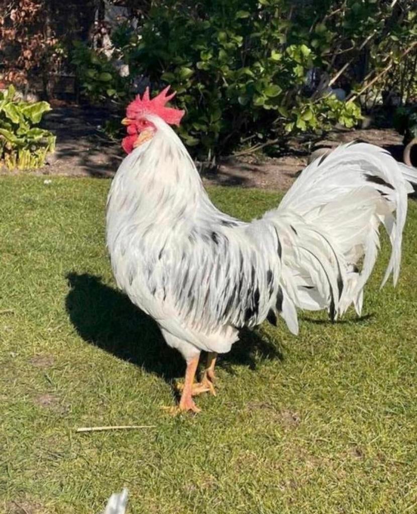 Broedeieren Bonte Leghorn, Dieren en Toebehoren, Geslacht onbekend, Kip