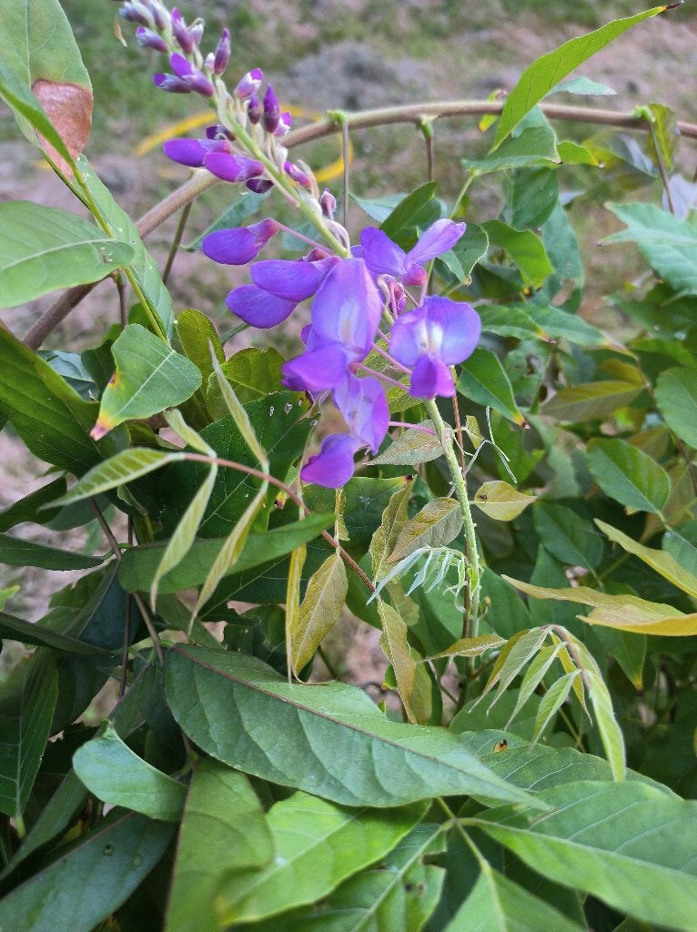 Blauwe regen, Jardin & Terrasse, Plantes | Jardin, Enlèvement, Été, Plante fixe, Plantes grimpantes