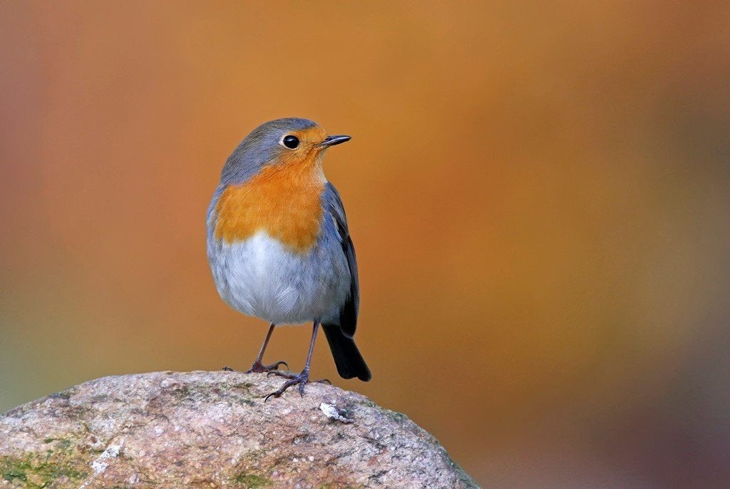 gezocht roodborst mannetje, Dieren en Toebehoren, Vogels | Overige Vogels, Mannelijk, Wildzangvogel, Geringd