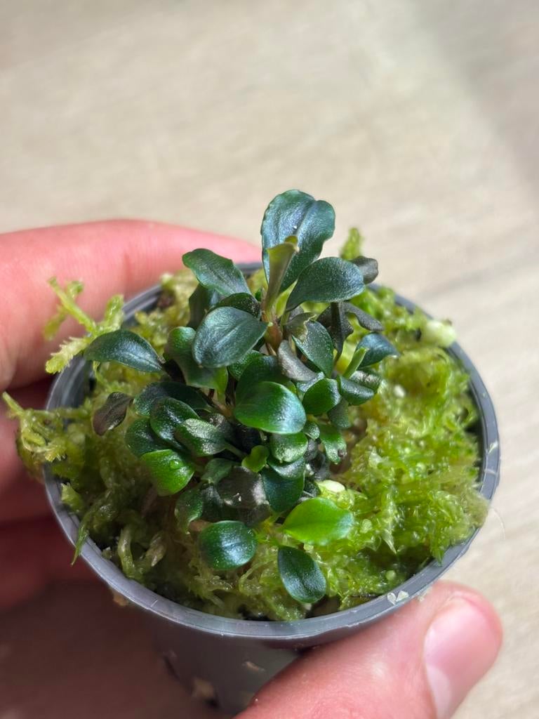 Bucephalandra (petite feuille ronde), Enlèvement ou Envoi, Neuf, Plante(s), Pierre ou Bois