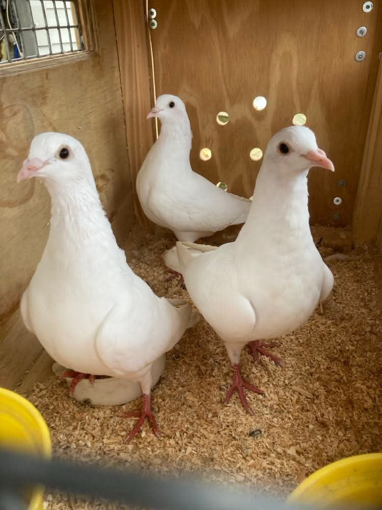 Mooie witte duiven te koop, Pigeon voyageur