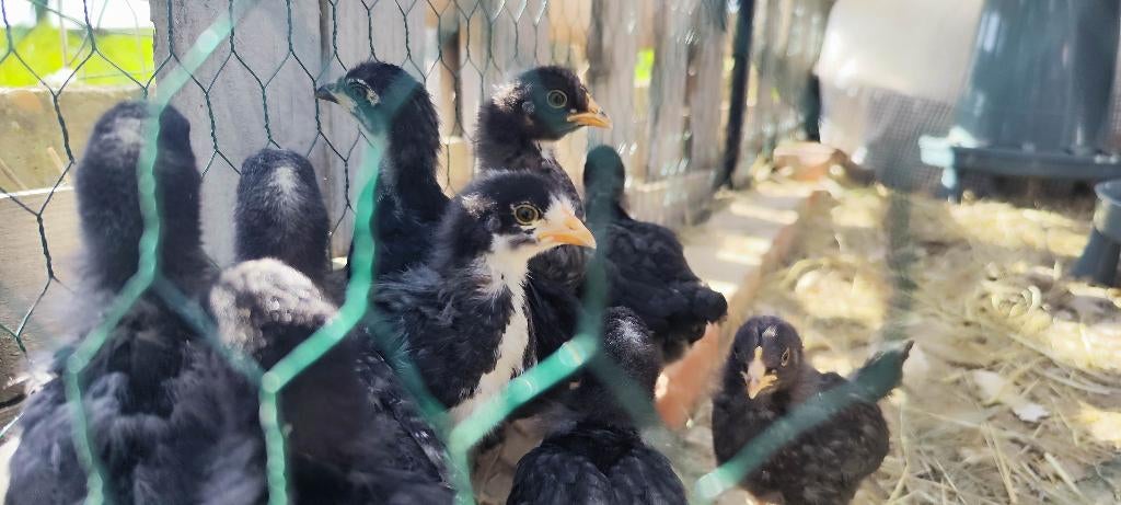 Olijflegger kuikens, Dieren en Toebehoren, Pluimvee, Geslacht onbekend, Kip