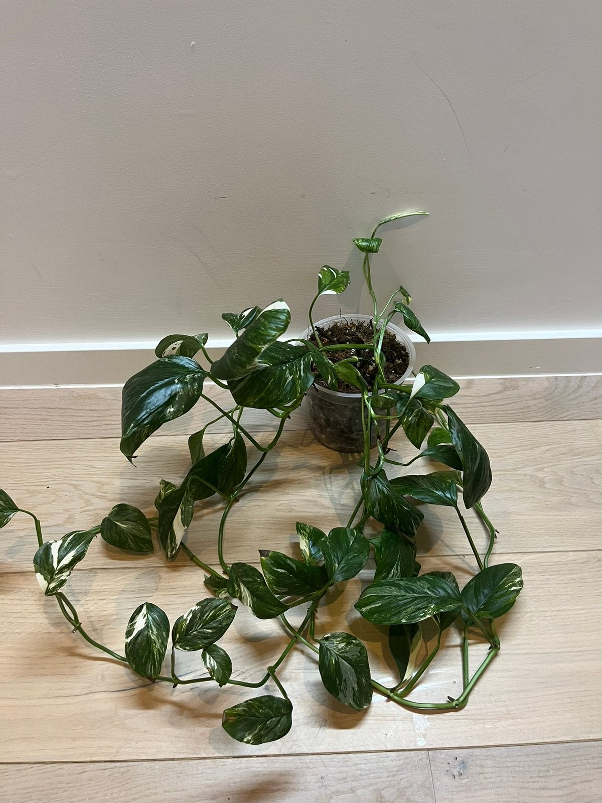 Monstera Lechleriana Variegata, Huis en Inrichting, Kamerplanten, Ophalen