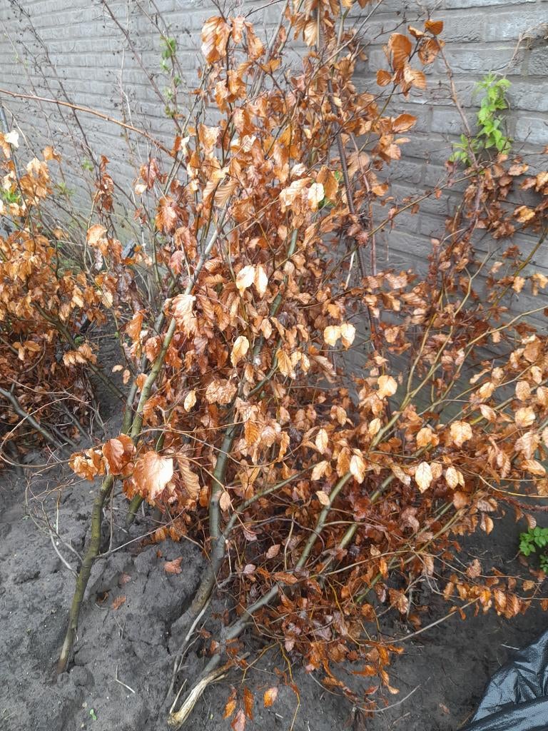 plantgoed beukenhaag 150 cm, Ophalen, Beukenhaag, Haag, 100 tot 250 cm