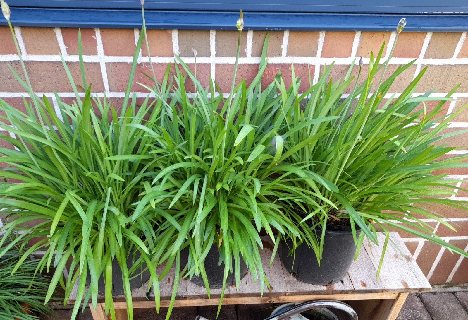 Agapanthus blauw, Ophalen