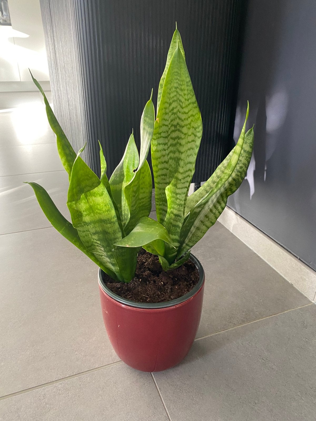 Sanseveria, Ophalen, In pot