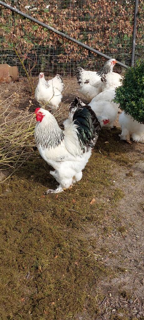 broedeieren brahma columbia, Dieren en Toebehoren, Pluimvee
